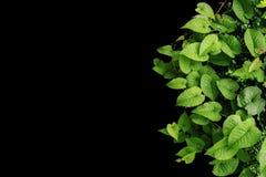 El verde en forma de corazón deja las vides salvajes, plantas tropicales del bosque encendido Imágenes de archivo libres de regalías El verde en forma de corazón deja las vides salvajes, plantas tropicales del bosque encendido Imágenes de archivo libres de regalías