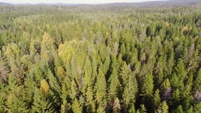 El volar sobre bosque metrajes El volar sobre bosque metrajes