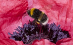 El zumbido manosea la abeja Foto de archivo libre de regalías