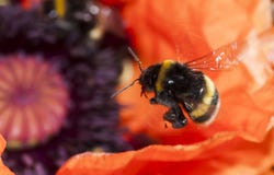 El zumbido manosea la abeja Foto de archivo