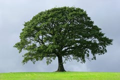 El árbol de roble