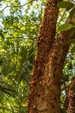 El árbol del gumbo-limbo es una planta medicinal imagenes de archivo El árbol del gumbo-limbo es una planta medicinal imagenes de archivo