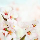 La primavera suave florece el fondo imagen de archivo libre de regalías La primavera suave florece el fondo imagen de archivo libre de regalías