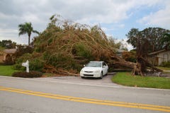 El árbol se derrumbó huracán Irma foto de archivo libre de regalías El árbol se derrumbó huracán Irma foto de archivo libre de regalías