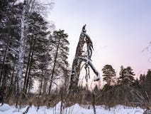 El árbol seco viejo en bosque del invierno imágenes de archivo libres de regalías El árbol seco viejo en bosque del invierno imágenes de archivo libres de regalías