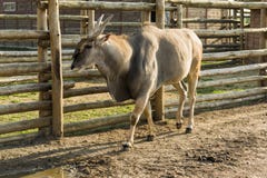 Eland antelope in the Twelve Months zoo Demidiv, Kyiv region royalty free stock photo Eland antelope in the Twelve Months zoo Demidiv, Kyiv region royalty free stock photo