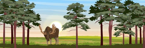 Elche in der Wiese nahe den hohen Kiefern Wilde Tiere von Eurasien, von Skandinavien, von Kanada und von Amerika lizenzfreie abbildung Elche in der Wiese nahe den hohen Kiefern Wilde Tiere von Eurasien, von Skandinavien, von Kanada und von Amerika lizenzfreie abbildung