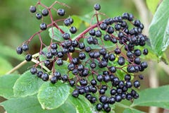 Elderberry (Sambucus Berries) Royalty Free Stock Photography