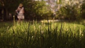 Elderly woman farmer mows the grass at sunset stock footage Elderly woman farmer mows the grass at sunset stock footage