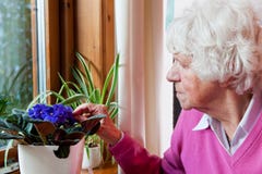 Elderly woman takes care of the flowers Royalty Free Stock Photo Elderly woman takes care of the flowers Royalty Free Stock Photo
