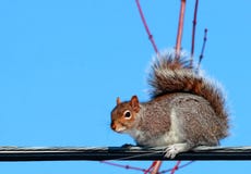 squirrel electric broken leg ray royalty dreamstime