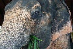 Elefant, der Gras isst stockfotografie Elefant, der Gras isst stockfotografie