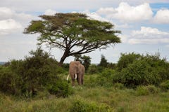 Elefant in der Savanne unter dem Baum lizenzfreie stockfotos Elefant in der Savanne unter dem Baum lizenzfreie stockfotos