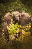 Elefant in moeras van het Nationale Park Kenia Oost-Afrika van Amboseli royalty-vrije stock foto's Elefant in moeras van het Nationale Park Kenia Oost-Afrika van Amboseli royalty-vrije stock foto's