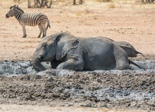 Elefant-Schlamm-Bad lizenzfreie stockfotografie Elefant-Schlamm-Bad lizenzfreie stockfotografie