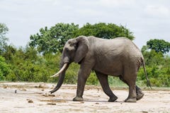 Elefant som går förbi gröna buskar på hans väg till ett bevattna hål arkivfoto Elefant som går förbi gröna buskar på hans väg till ett bevattna hål arkivfoto
