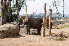 Elefant am Zoo lizenzfreie stockfotografie Elefant am Zoo lizenzfreie stockfotografie
