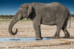 Elefantdricksvatten i savannahen av Etosha Namibia royaltyfri fotografi Elefantdricksvatten i savannahen av Etosha Namibia royaltyfri fotografi