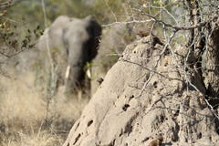 Elefante africano detrás de un montón de la termita en safari en África imágenes de archivo libres de regalías Elefante africano detrás de un montón de la termita en safari en África imágenes de archivo libres de regalías