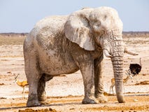 Elefante africano enorme viejo que se coloca en la tierra seca del parque nacional de Etosha, Namibia, África fotografía de archivo libre de regalías Elefante africano enorme viejo que se coloca en la tierra seca del parque nacional de Etosha, Namibia, África fotografía de archivo libre de regalías