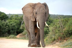 Elefante africano na estrada fotografia de stock royalty free Elefante africano na estrada fotografia de stock royalty free