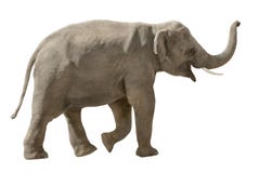 Elefante alegre isolado no branco foto de stock royalty free Elefante alegre isolado no branco foto de stock royalty free