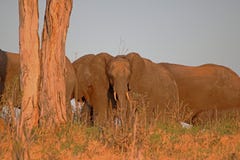 ELEFANTE DE BUSH DO AFRICANO NA LUZ SOLAR DO FIM DA TARDE imagem de stock ELEFANTE DE BUSH DO AFRICANO NA LUZ SOLAR DO FIM DA TARDE imagem de stock