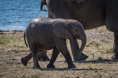 Elefante del bebé que camina detrás de madre al lado del río imagen de archivo libre de regalías Elefante del bebé que camina detrás de madre al lado del río imagen de archivo libre de regalías