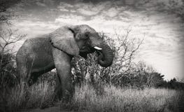 Elefante del elefante que busca la consumición para los colmillos de la comida imagen de archivo Elefante del elefante que busca la consumición para los colmillos de la comida imagen de archivo