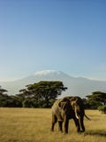 Elefante delante de Kilimanjaro foto de archivo Elefante delante de Kilimanjaro foto de archivo