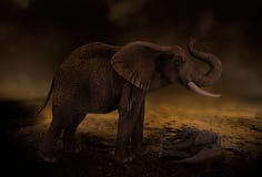 Elefante di siccità del deserto Elefante di siccità del deserto