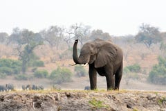 Elefante en el parque nacional de Chobe, Botswana imagenes de archivo Elefante en el parque nacional de Chobe, Botswana imagenes de archivo