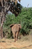 Elefante en Kenia que se va imagen de archivo Elefante en Kenia que se va imagen de archivo