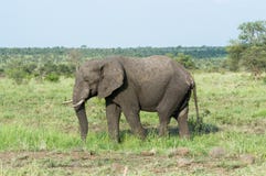 Elefante enorme que camina en el salvaje foto de archivo Elefante enorme que camina en el salvaje foto de archivo