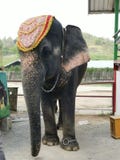 Elefante immagine stock Elefante immagine stock