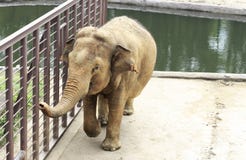 Elefante grande en el parque zoológico por el primer de la piscina imagenes de archivo Elefante grande en el parque zoológico por el primer de la piscina imagenes de archivo