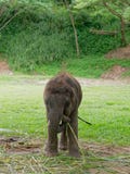 Elefante indiano maschio del bambino che mangia erba mentre rompendosi fra la manifestazione nel campo dell'elefante in Tailandia Immagini Stock Libere da Diritti Elefante indiano maschio del bambino che mangia erba mentre rompendosi fra la manifestazione nel campo dell'elefante in Tailandia Immagini Stock Libere da Diritti
