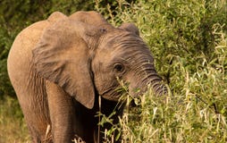 Elefante novo que pasta em uma árvore imagem de stock Elefante novo que pasta em uma árvore imagem de stock