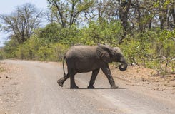 Elefante pequeno que cruza a estrada no parque de Kruger foto de stock royalty free Elefante pequeno que cruza a estrada no parque de Kruger foto de stock royalty free