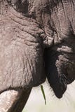 Elefante que come a grama imagem de stock Elefante que come a grama imagem de stock