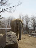 elefante que da un paseo dentro de su recinto en el parque zoológico de Toronto foto de archivo elefante que da un paseo dentro de su recinto en el parque zoológico de Toronto foto de archivo