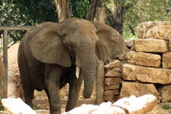 Elefante in Safari Ramat Gan, Israele fotografia stock libera da diritti Elefante in Safari Ramat Gan, Israele fotografia stock libera da diritti