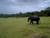 Elefante selvaggio che mangia erba in un parco nazionale dello Sri Lanka fotografia stock Elefante selvaggio che mangia erba in un parco nazionale dello Sri Lanka fotografia stock
