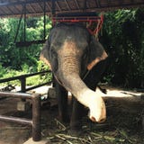 Elefante tailandês pronto para montá-lo fotos de stock Elefante tailandês pronto para montá-lo fotos de stock