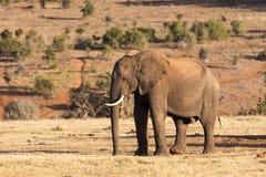 Elefanten in Addo Elephant National Park in Port Elizabeth - Südafrika lizenzfreie stockfotografie Elefanten in Addo Elephant National Park in Port Elizabeth - Südafrika lizenzfreie stockfotografie