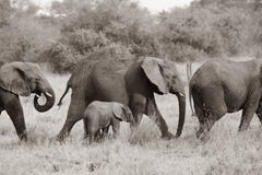 Elefanten mit dem Baby, das zusammen geht, Elefanten schützen Babyelefanten, Afrika, Schwarzweißfotografie stockfotografie Elefanten mit dem Baby, das zusammen geht, Elefanten schützen Babyelefanten, Afrika, Schwarzweißfotografie stockfotografie