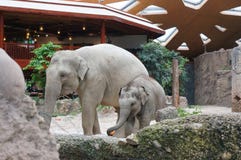 Elefanter Zurich zoo royaltyfria bilder Elefanter Zurich zoo royaltyfria bilder