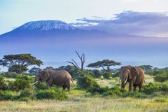 Elefantes e Kilimanjaro imagem de stock Elefantes e Kilimanjaro imagem de stock
