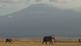 Elefantes que caminan cerca de Kilimanjaro Elefantes que caminan cerca de Kilimanjaro