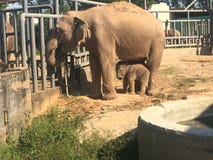 Elefanti del bambino e della madre allo zoo immagine stock Elefanti del bambino e della madre allo zoo immagine stock